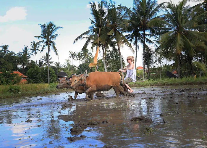 Furama & Ubud *